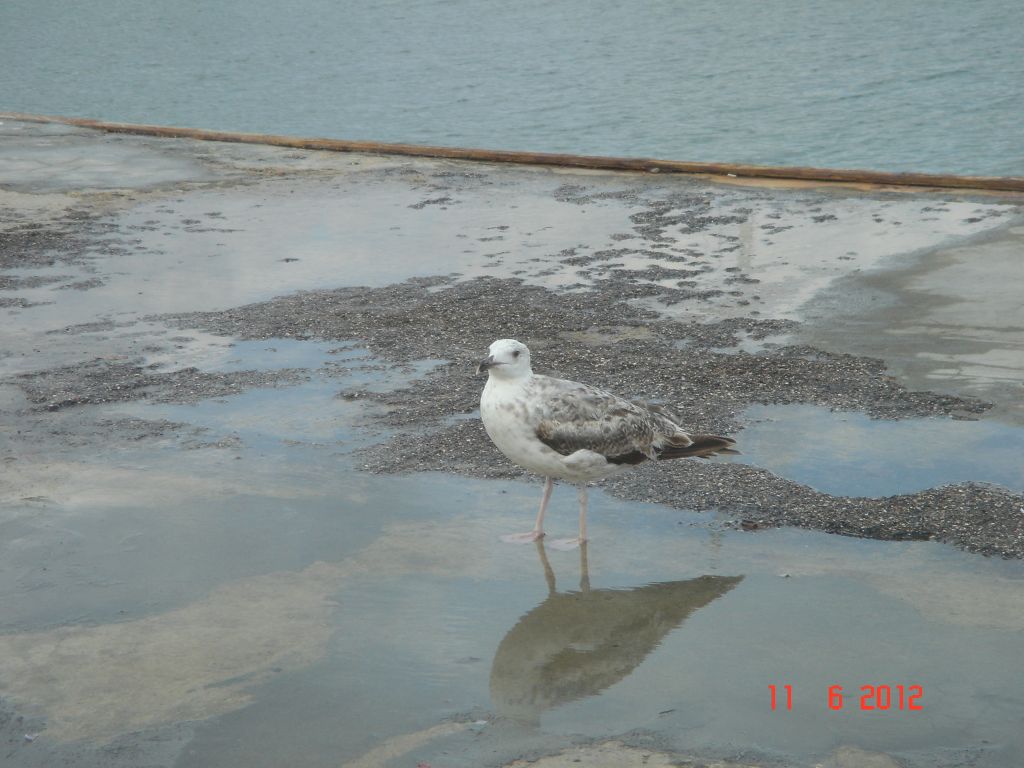 Gabicce Mare 2012 345